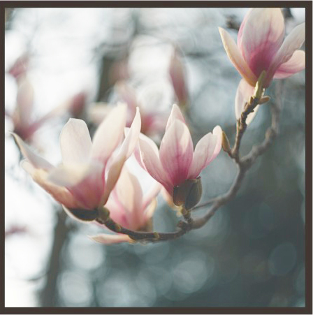 ASP003C Wall Décor art on acrylic PVC floral